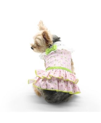 DOGO Pet
